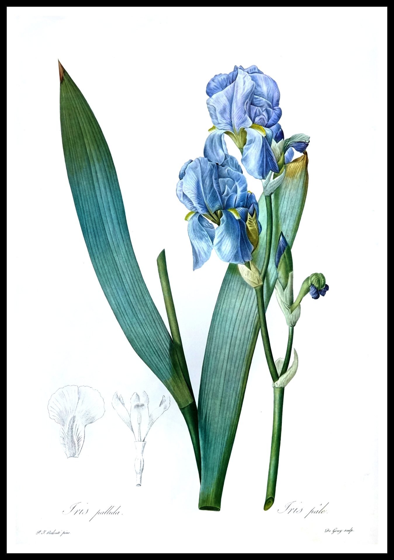 ALP F13008 Iris Pallida Pale Blue (Antique Prints)